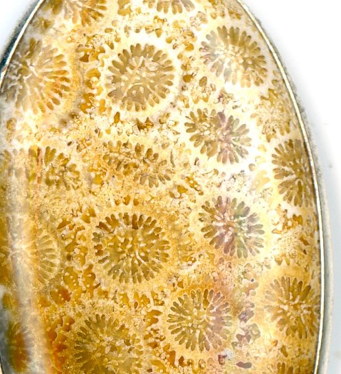 Přívěšek korál žlutý - Supreme Panthers