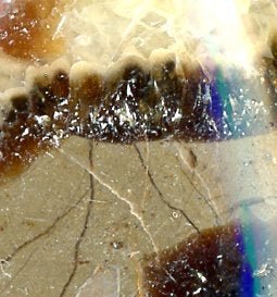 Přívěšek septárie - Supreme Panthers