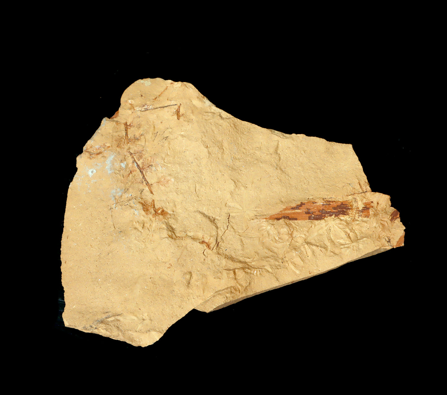 Sphenopteris Calamites Annularia