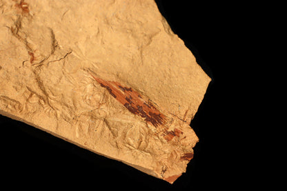 Sphenopteris Calamites Annularia