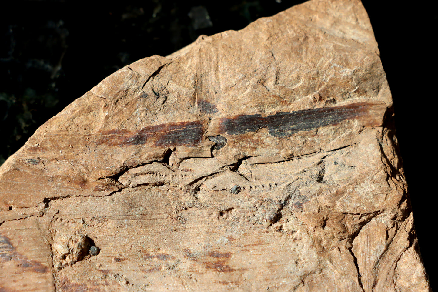 Otisk kůry Lepidodendron a Calamites