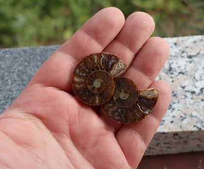 Amonit pár leštěný