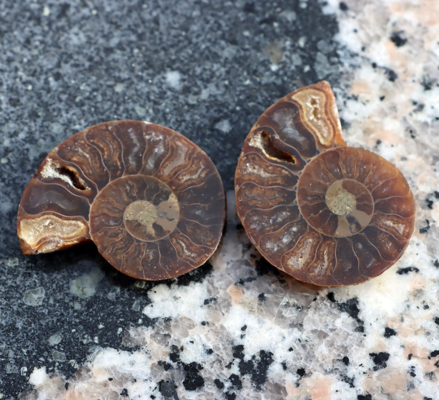 Amonit pár leštěný