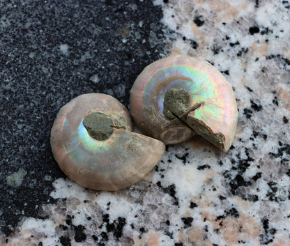 Amonit pár leštěný