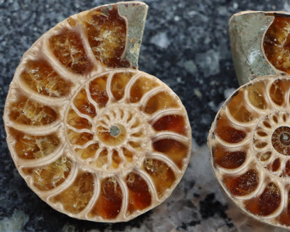 Amonit pár leštěný