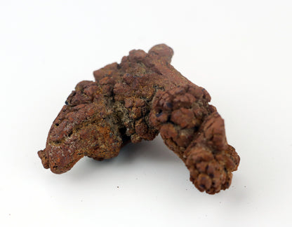 Dinosauří koprolit