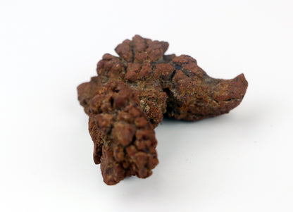 Dinosauří koprolit