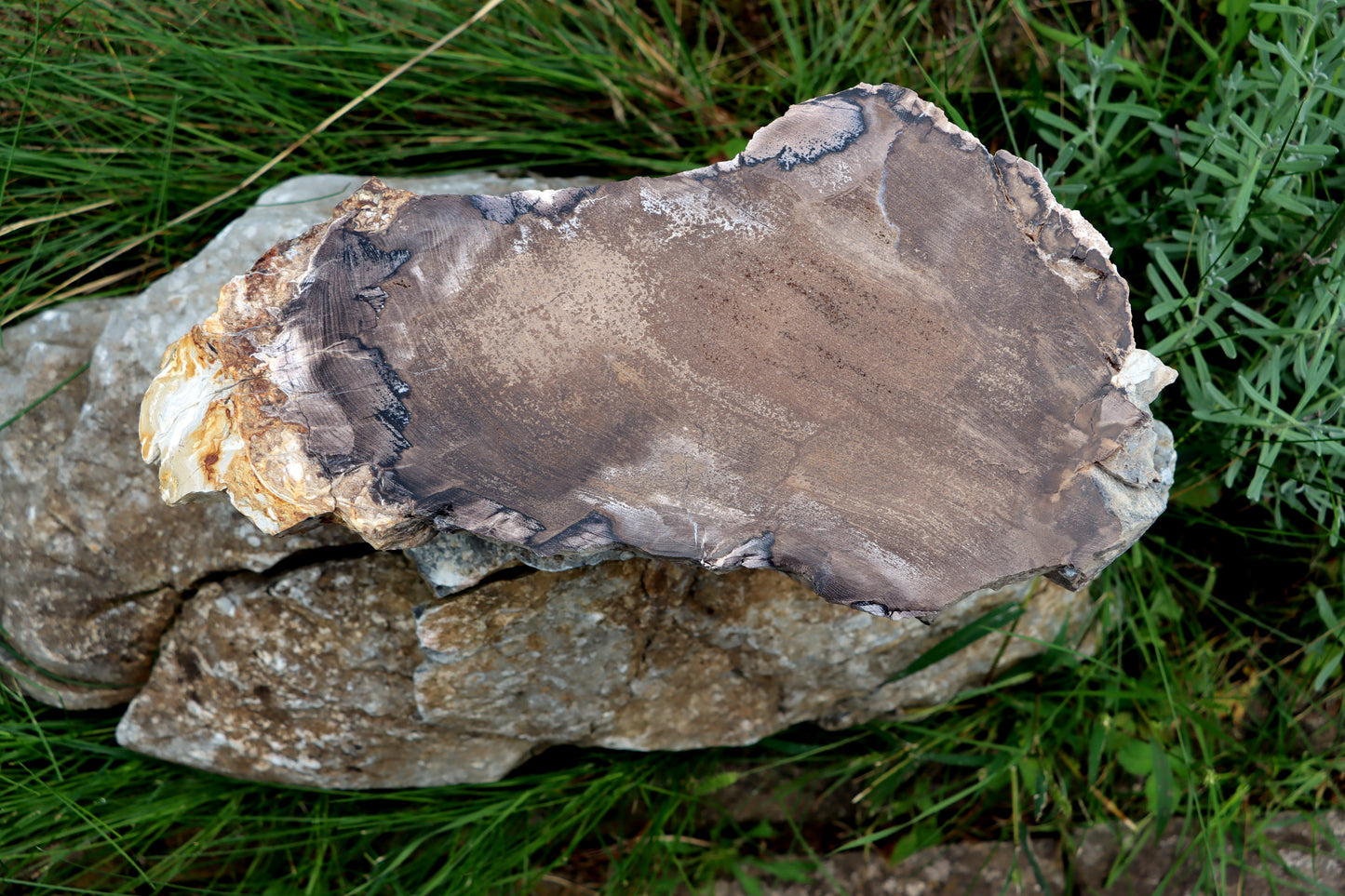 Obrovské opalizované jilmovité dřevo