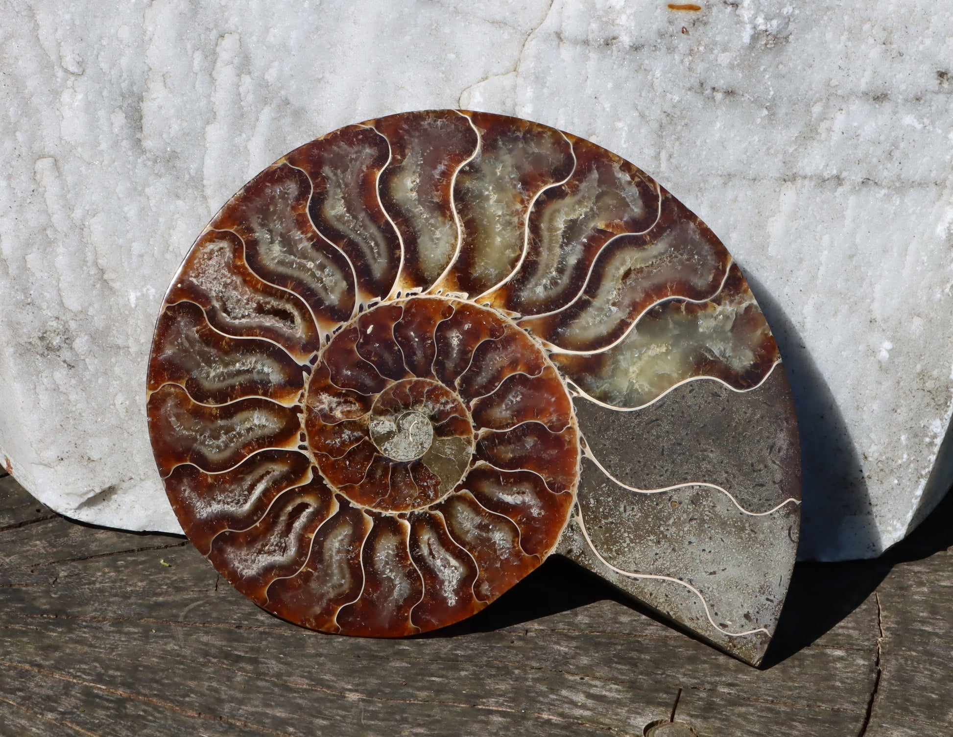 Amonit Cleoniceras oboustranně leštěný - Supreme Panthers