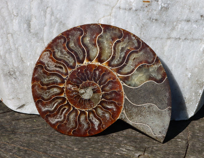 Amonit Cleoniceras oboustranně leštěný - Supreme Panthers