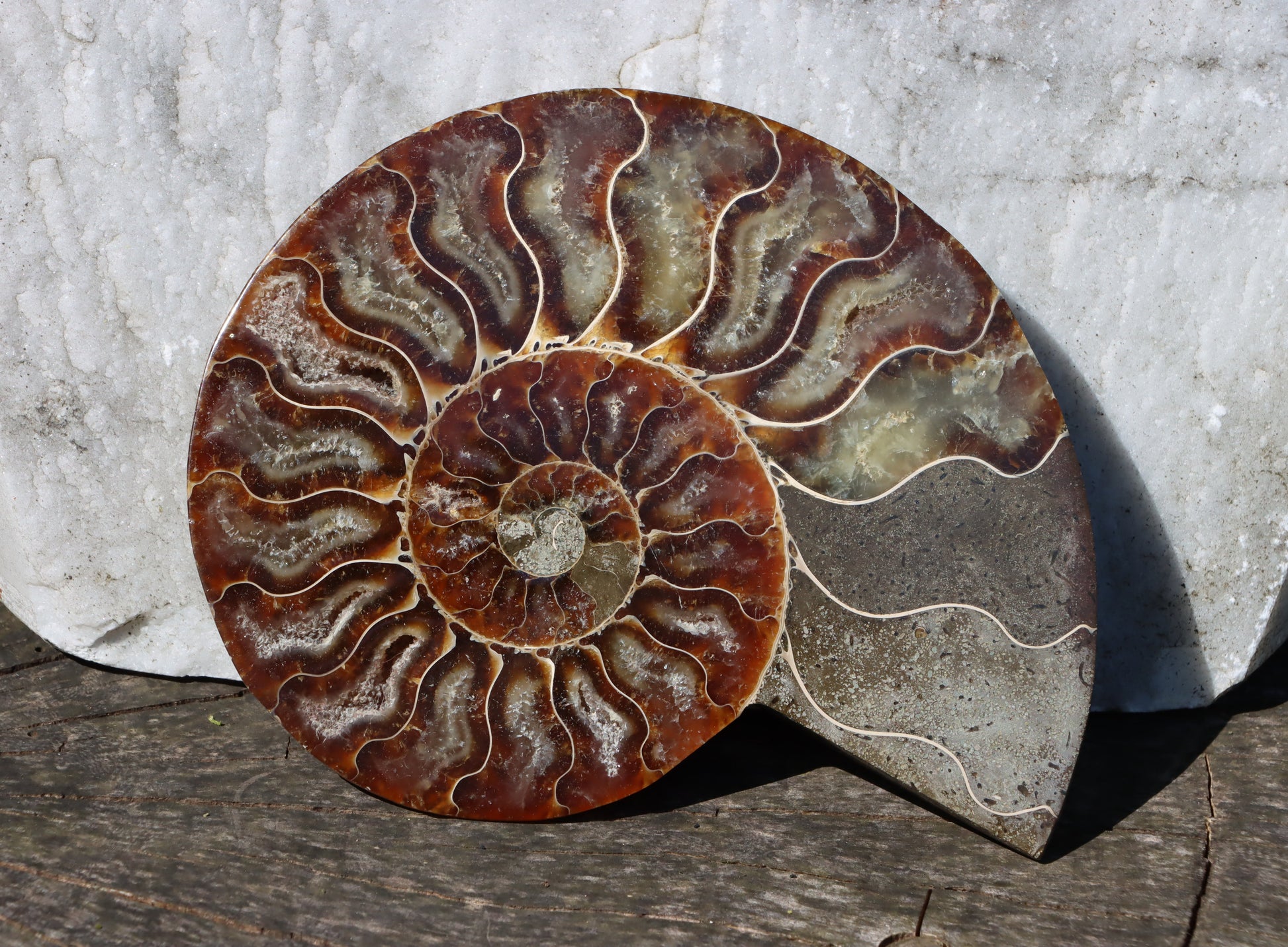 Amonit Cleoniceras oboustranně leštěný - Supreme Panthers