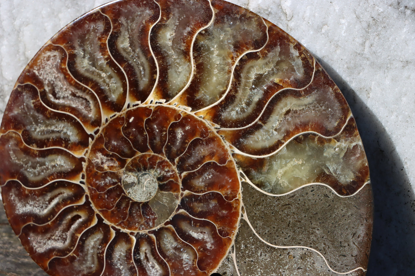 Amonit Cleoniceras oboustranně leštěný - Supreme Panthers