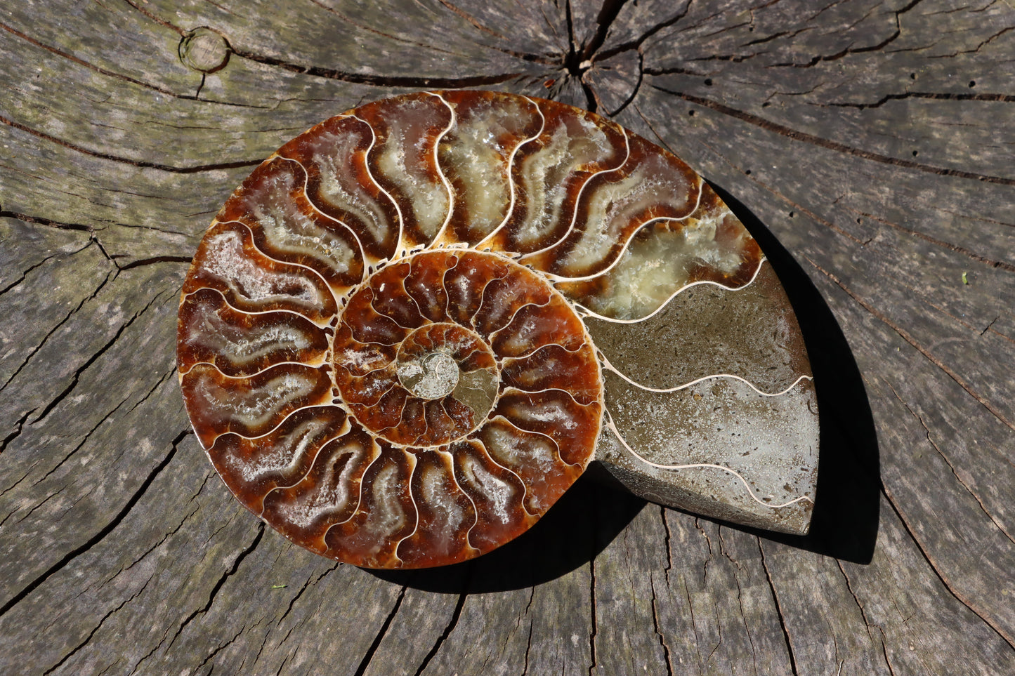 Amonit Cleoniceras oboustranně leštěný - Supreme Panthers