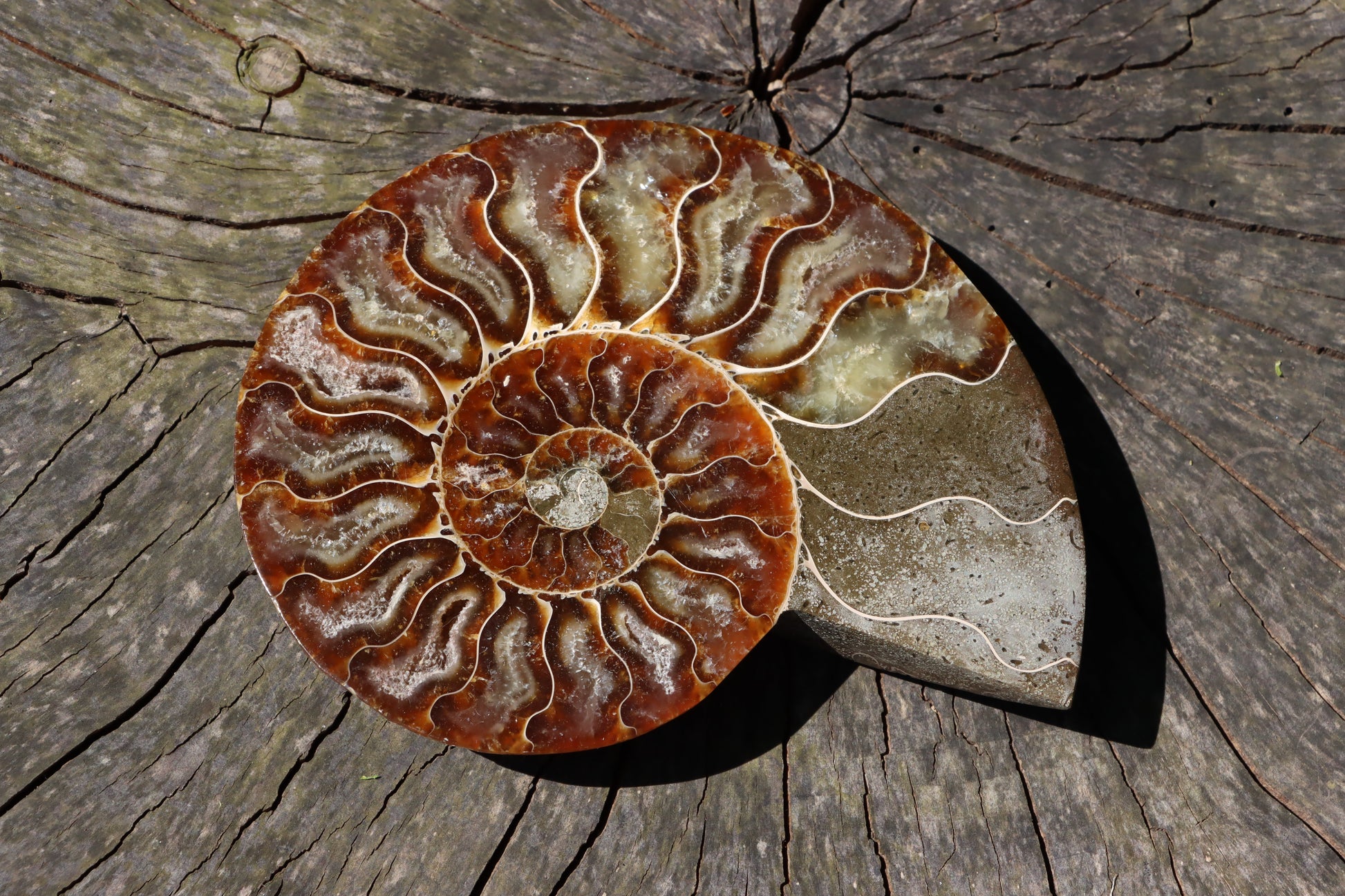 Amonit Cleoniceras oboustranně leštěný - Supreme Panthers