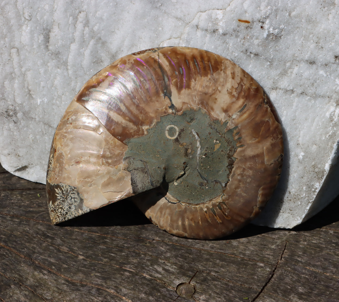 Amonit Cleoniceras oboustranně leštěný - Supreme Panthers