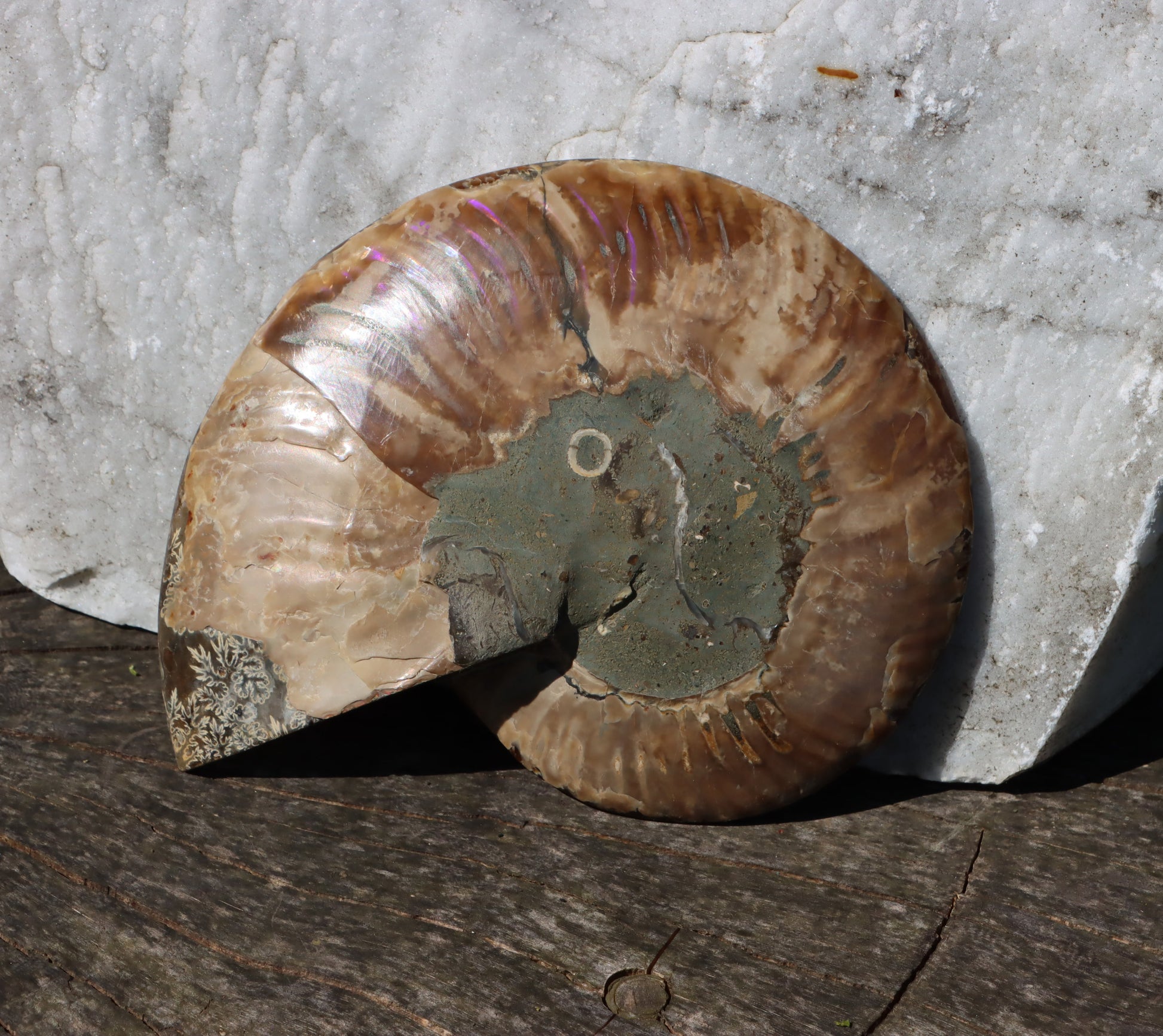 Amonit Cleoniceras oboustranně leštěný - Supreme Panthers