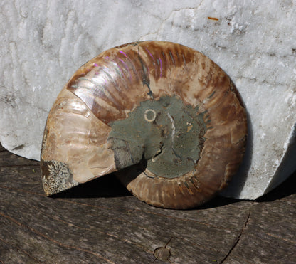 Amonit Cleoniceras oboustranně leštěný - Supreme Panthers