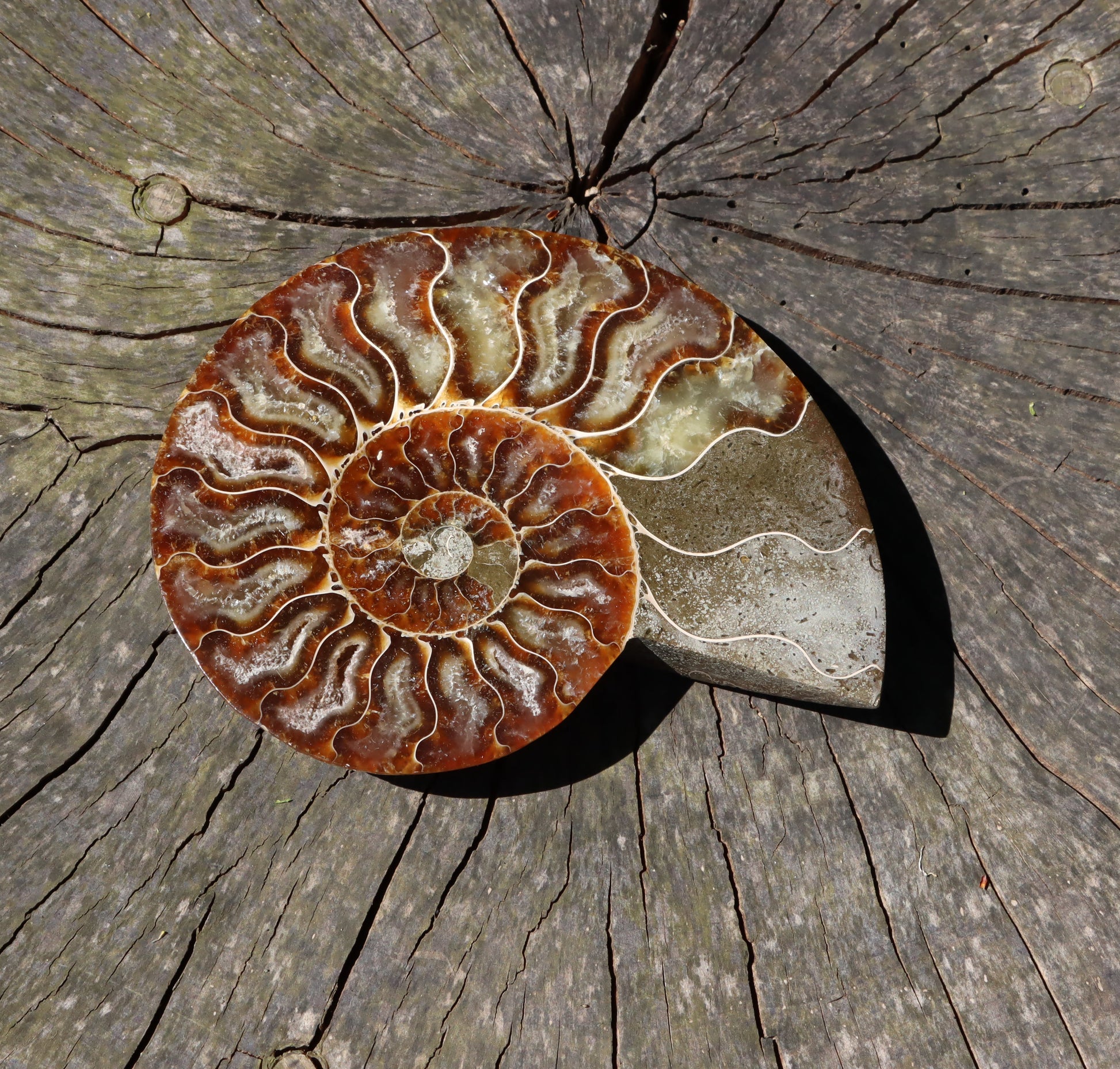 Amonit Cleoniceras oboustranně leštěný - Supreme Panthers