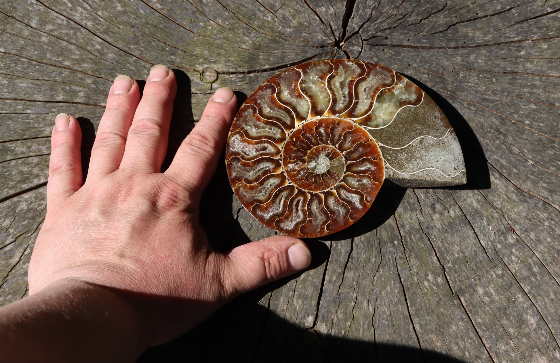 Amonit Cleoniceras oboustranně leštěný - Supreme Panthers