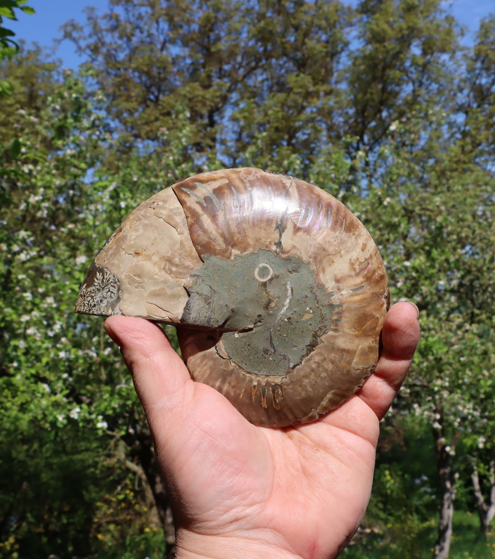 Amonit Cleoniceras oboustranně leštěný - Supreme Panthers