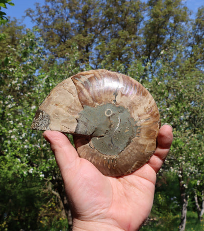 Amonit Cleoniceras oboustranně leštěný - Supreme Panthers