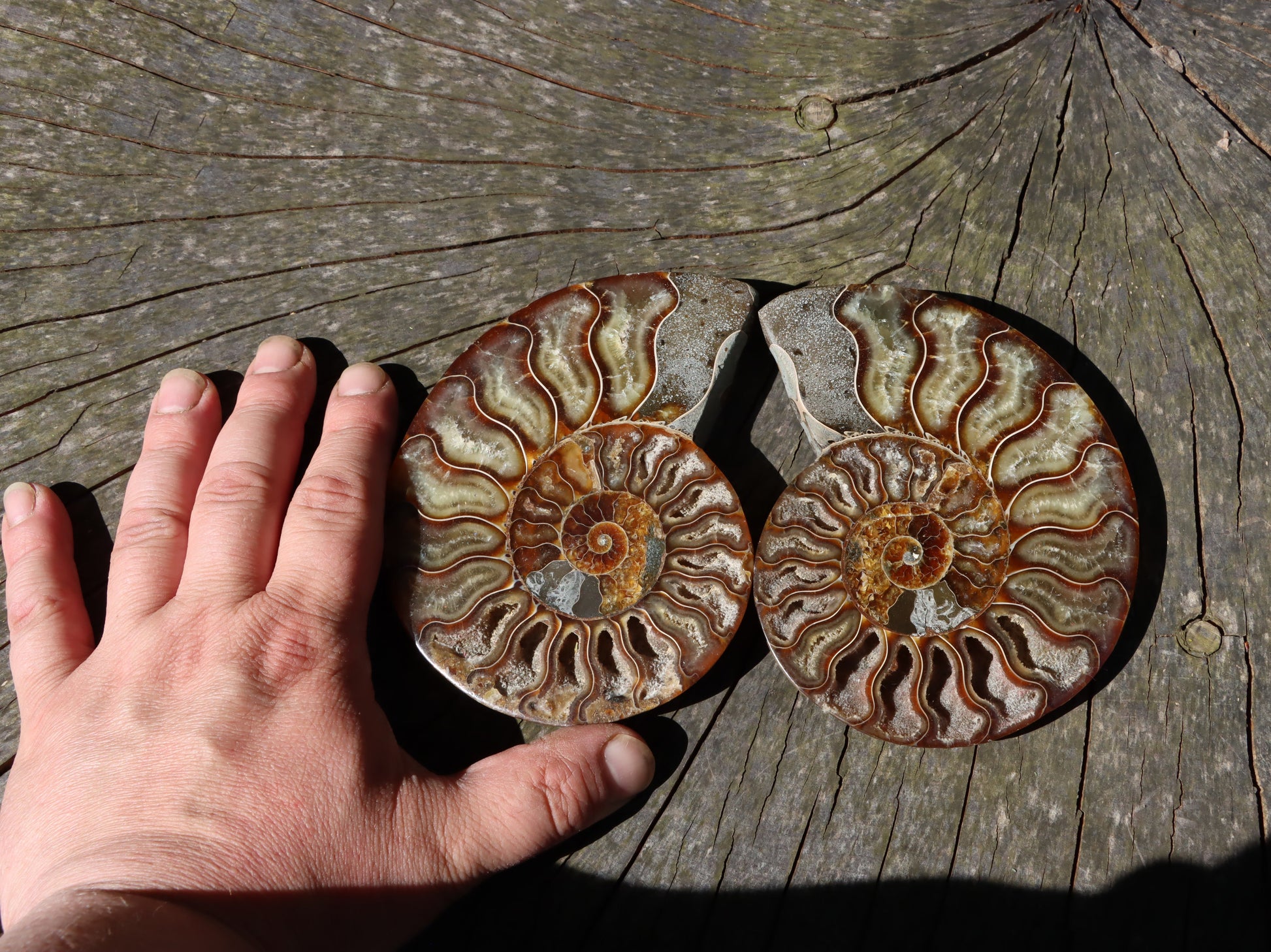 Amonit Cleoniceras pár oboustranně leštěný - Supreme Panthers