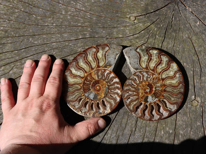 Amonit Cleoniceras pár oboustranně leštěný - Supreme Panthers
