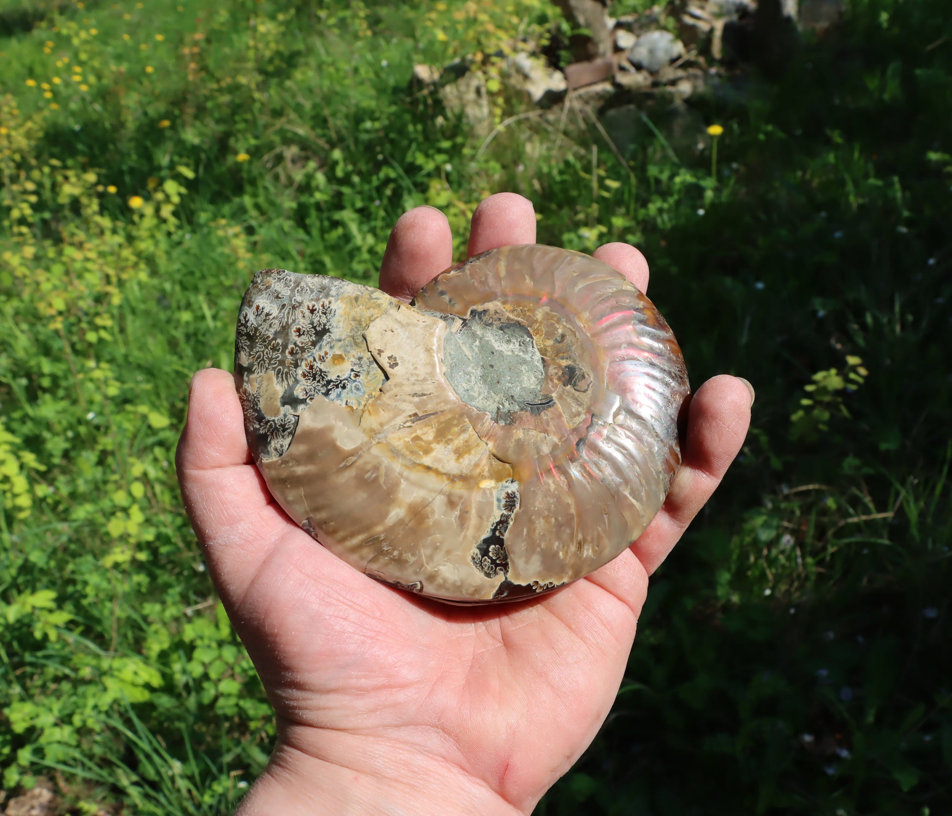 Amonit Cleoniceras pár oboustranně leštěný - Supreme Panthers