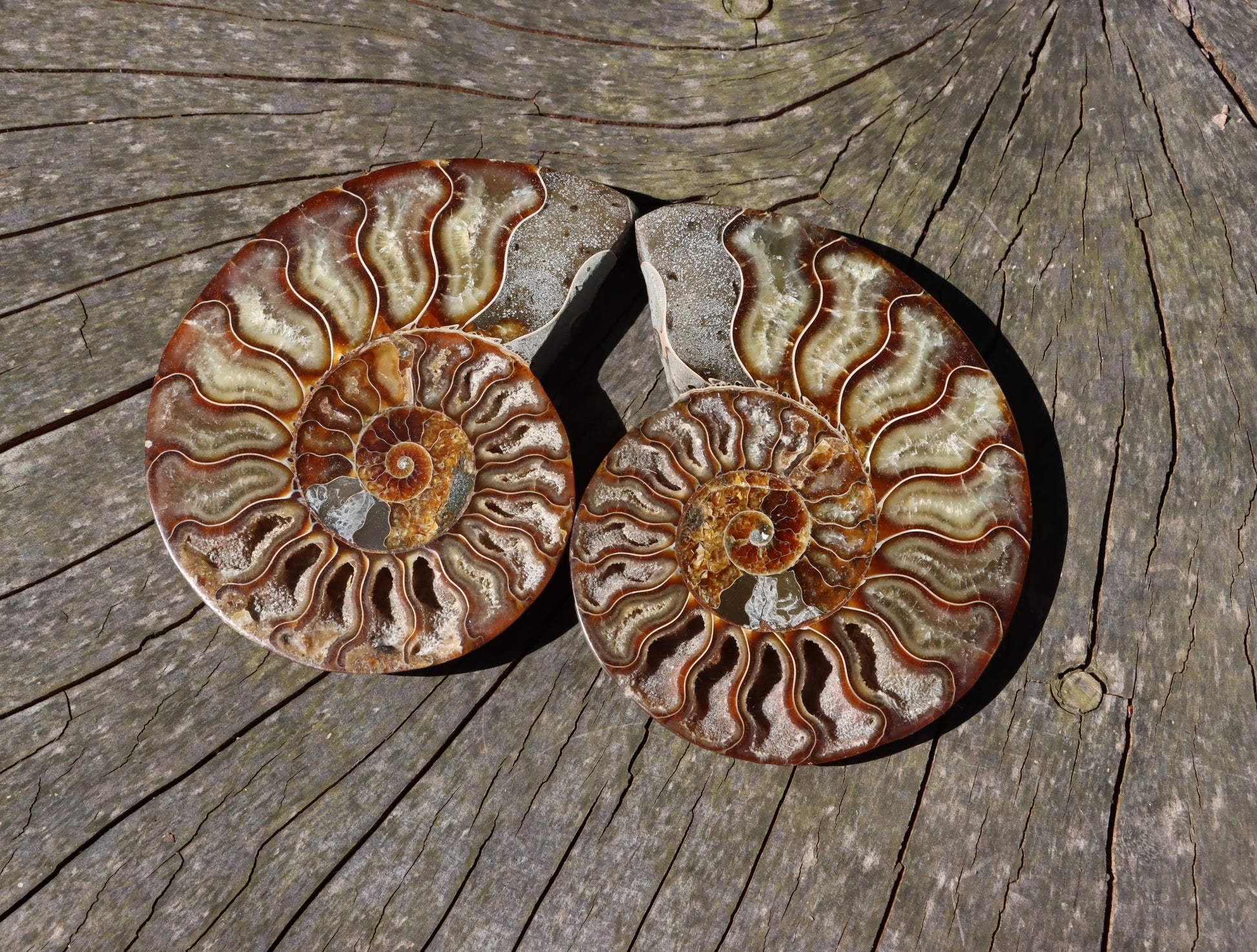 Amonit Cleoniceras pár oboustranně leštěný - Supreme Panthers