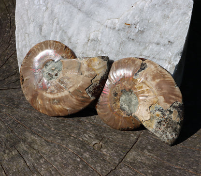 Amonit Cleoniceras pár oboustranně leštěný - Supreme Panthers