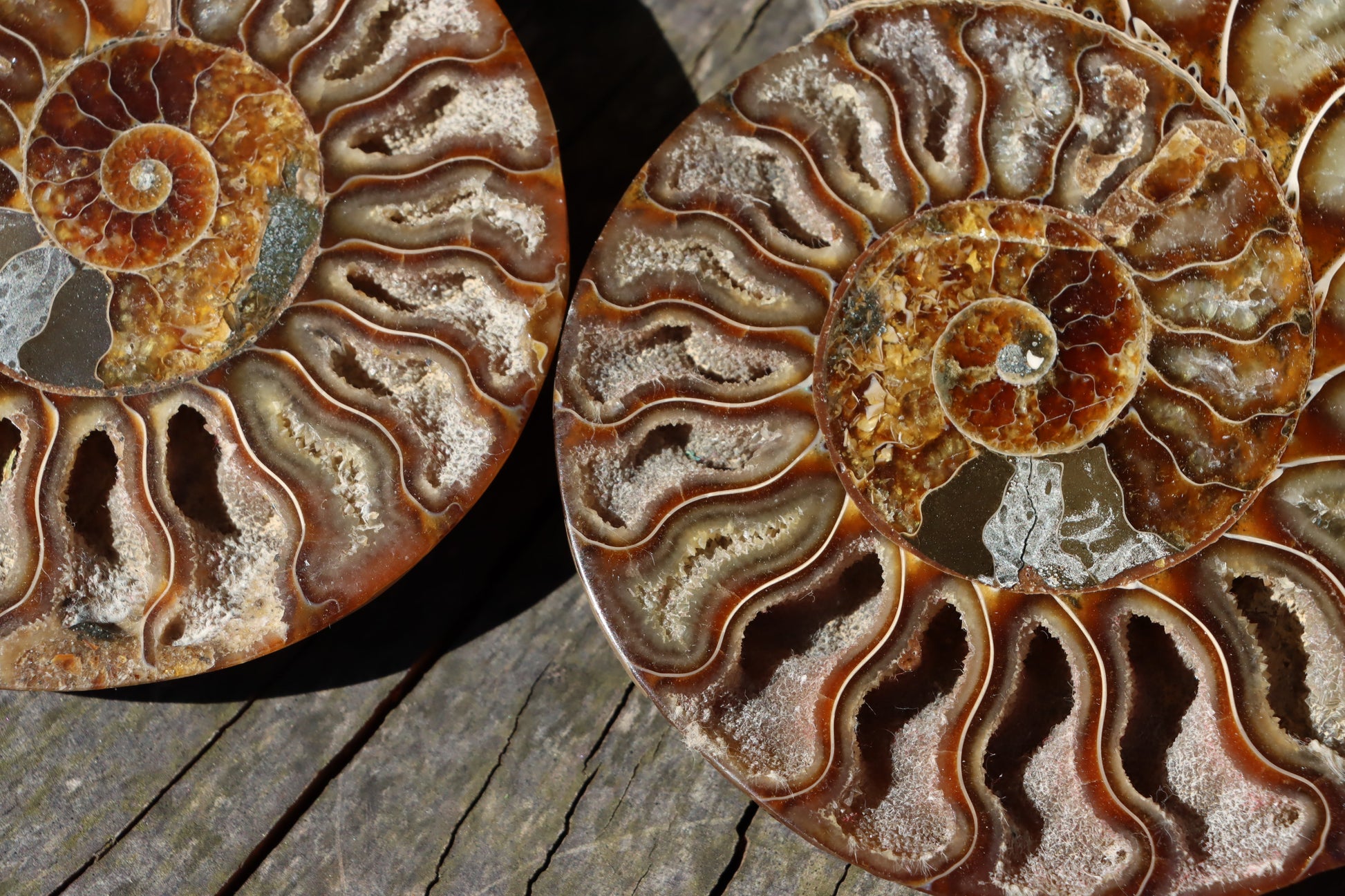 Amonit Cleoniceras pár oboustranně leštěný - Supreme Panthers