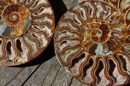 Amonit Cleoniceras pár oboustranně leštěný - Supreme Panthers