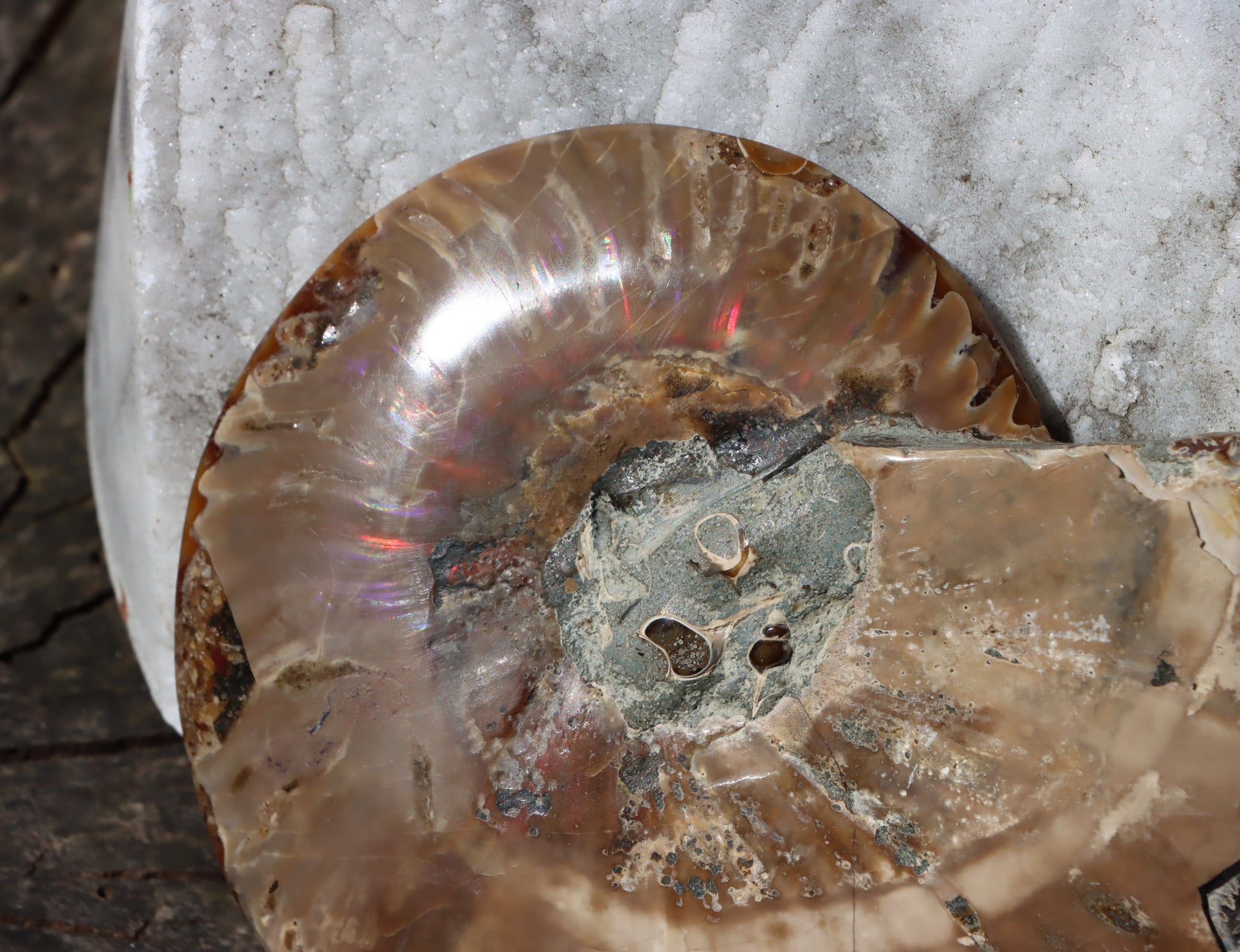 Amonit Cleoniceras pár oboustranně leštěný - Supreme Panthers