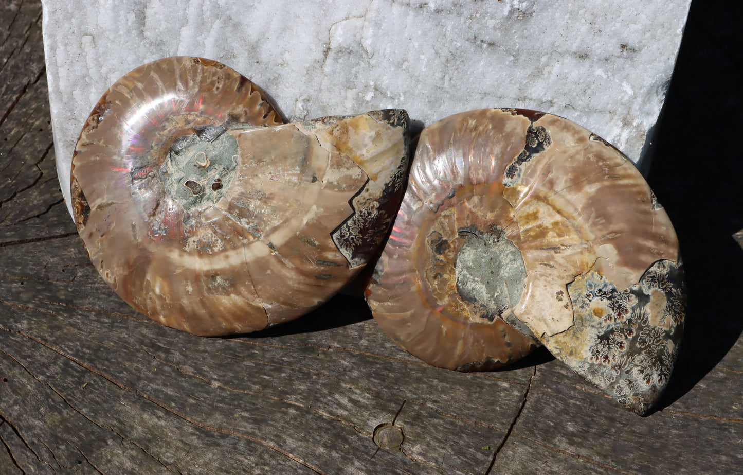 Amonit Cleoniceras pár oboustranně leštěný - Supreme Panthers