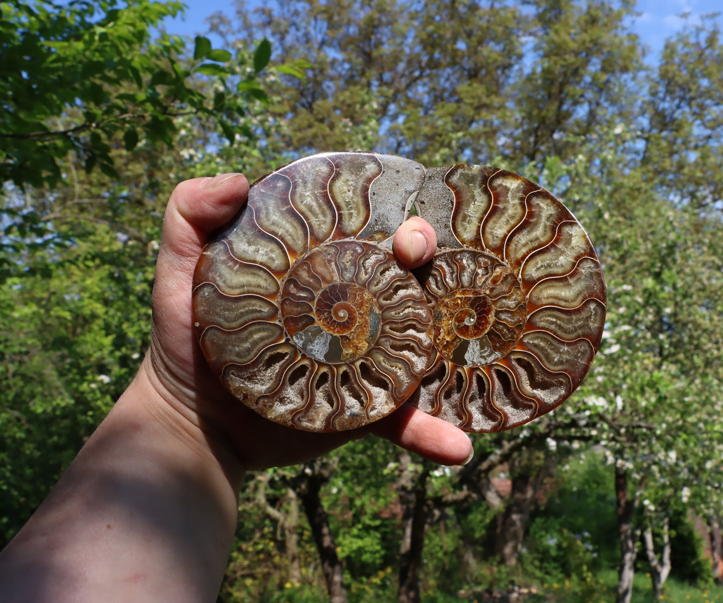 Amonit Cleoniceras pár oboustranně leštěný - Supreme Panthers