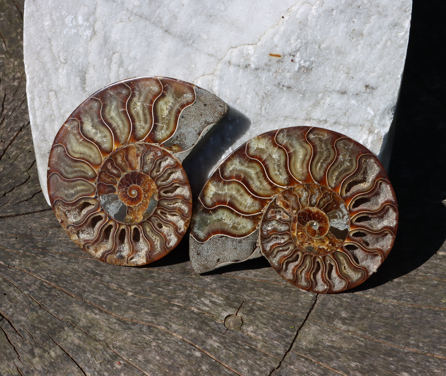 Amonit Cleoniceras pár oboustranně leštěný - Supreme Panthers