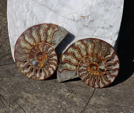 Amonit Cleoniceras pár oboustranně leštěný - Supreme Panthers