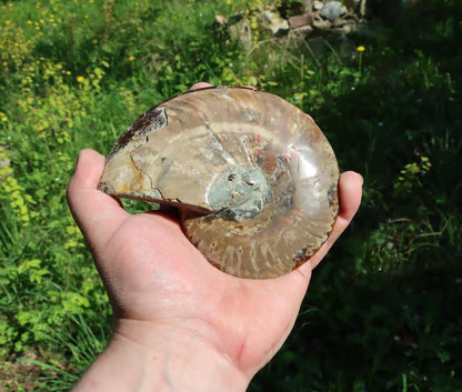 Amonit Cleoniceras pár oboustranně leštěný - Supreme Panthers