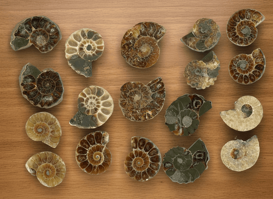 Amonit malý pár (Cleoniceras) - Supreme Panthers