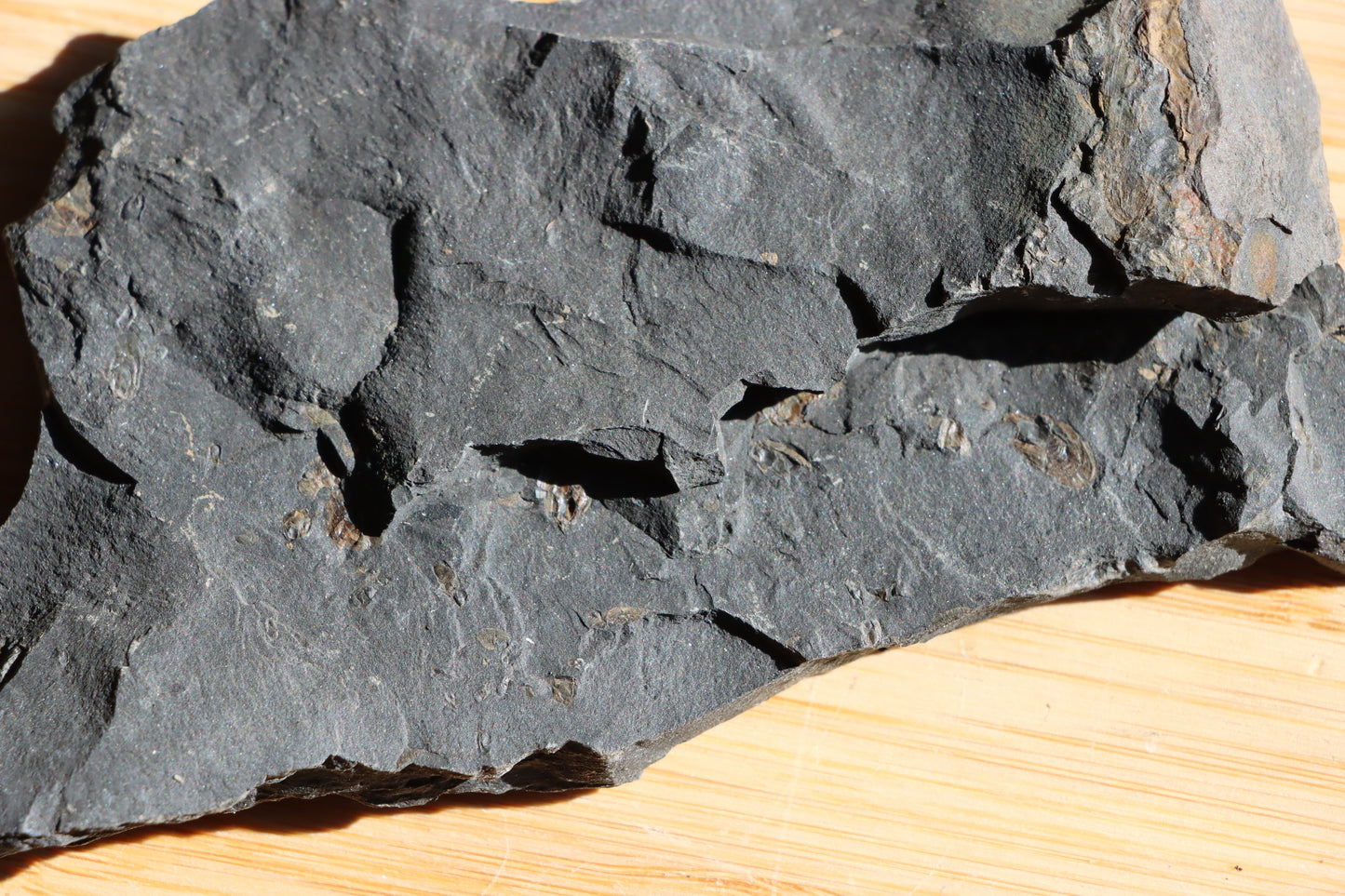 Anthraconeilo oblongum mlž - Supreme Panthers