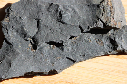 Anthraconeilo oblongum mlž - Supreme Panthers