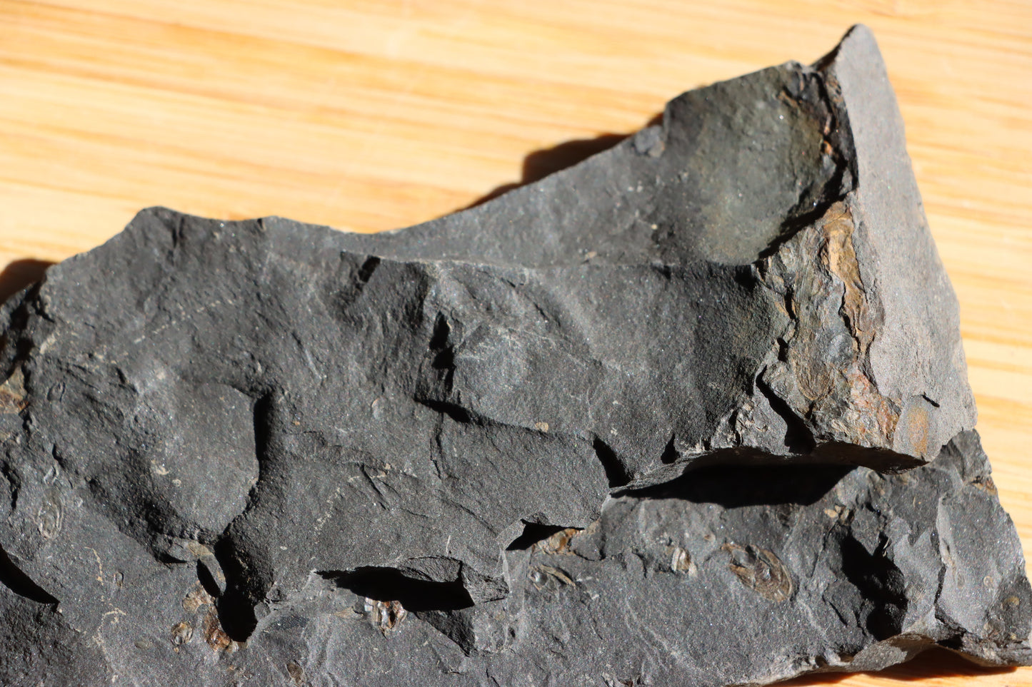 Anthraconeilo oblongum mlž - Supreme Panthers