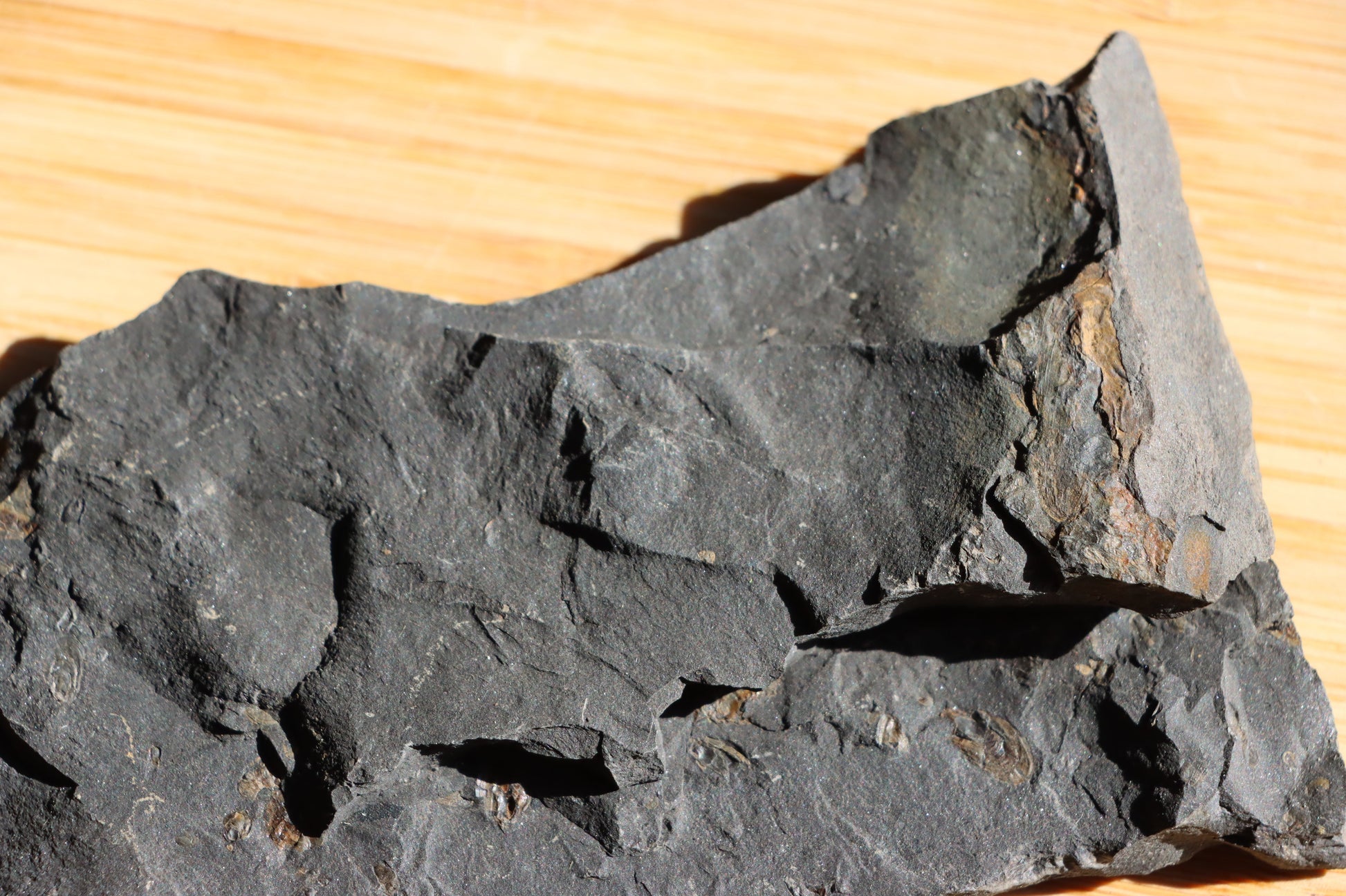 Anthraconeilo oblongum mlž - Supreme Panthers