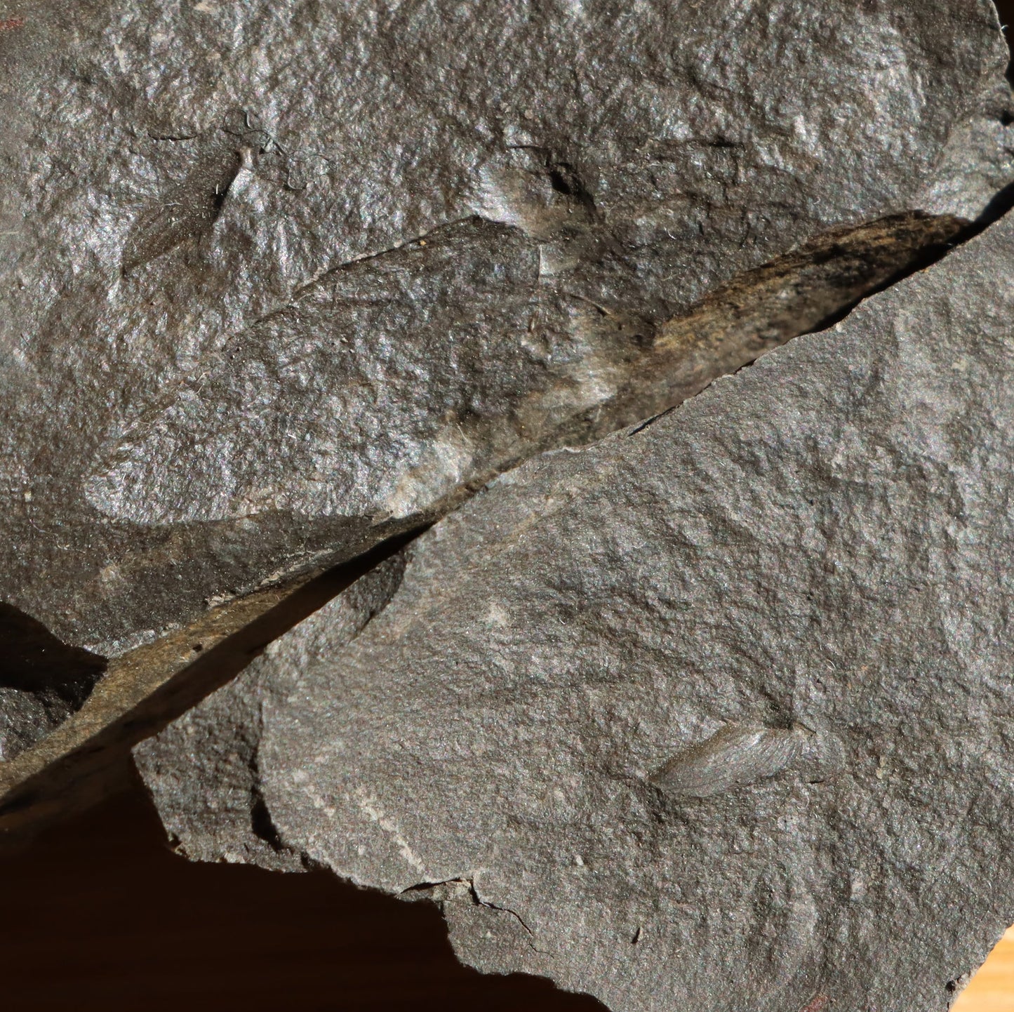 Anthraconeilo oblongum mlž 3ks - Supreme Panthers