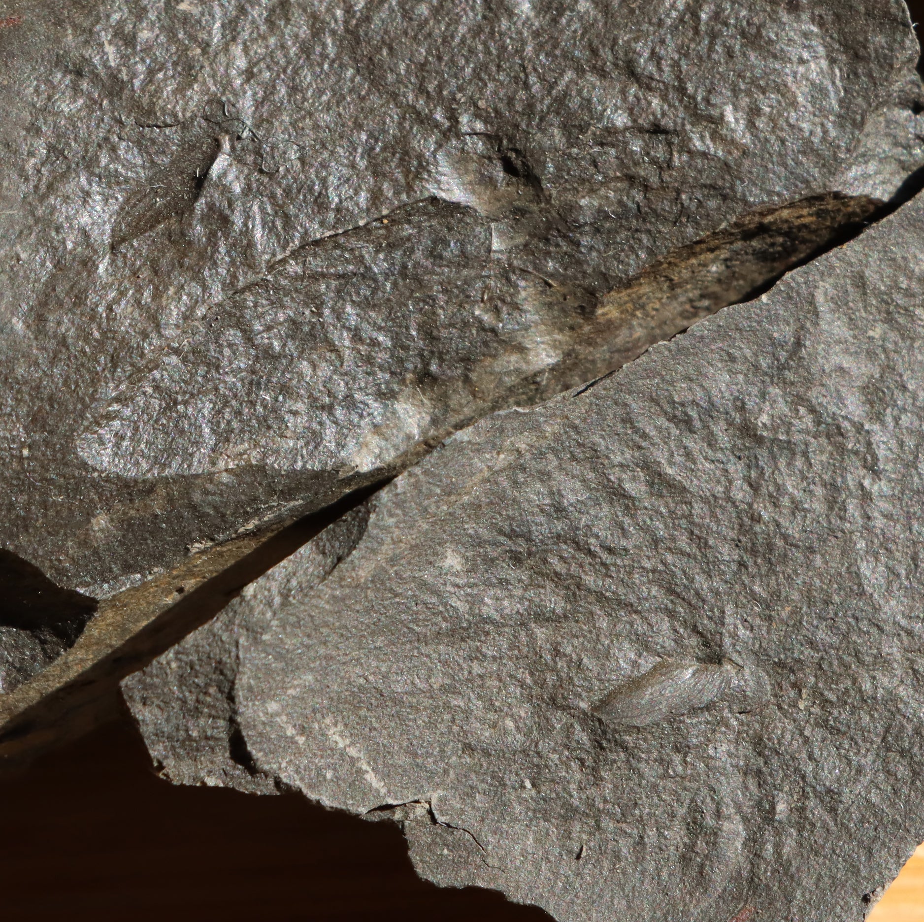 Anthraconeilo oblongum mlž 3ks - Supreme Panthers