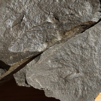 Anthraconeilo oblongum mlž 3ks - Supreme Panthers