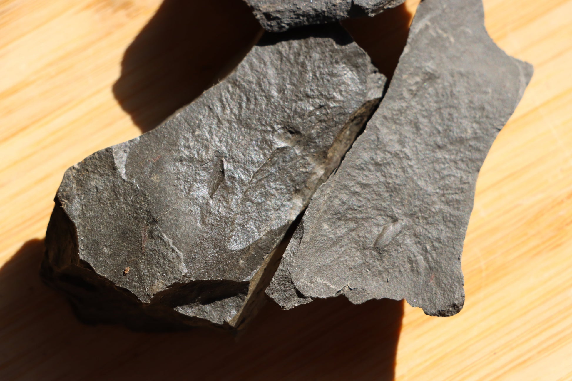 Anthraconeilo oblongum mlž 3ks - Supreme Panthers