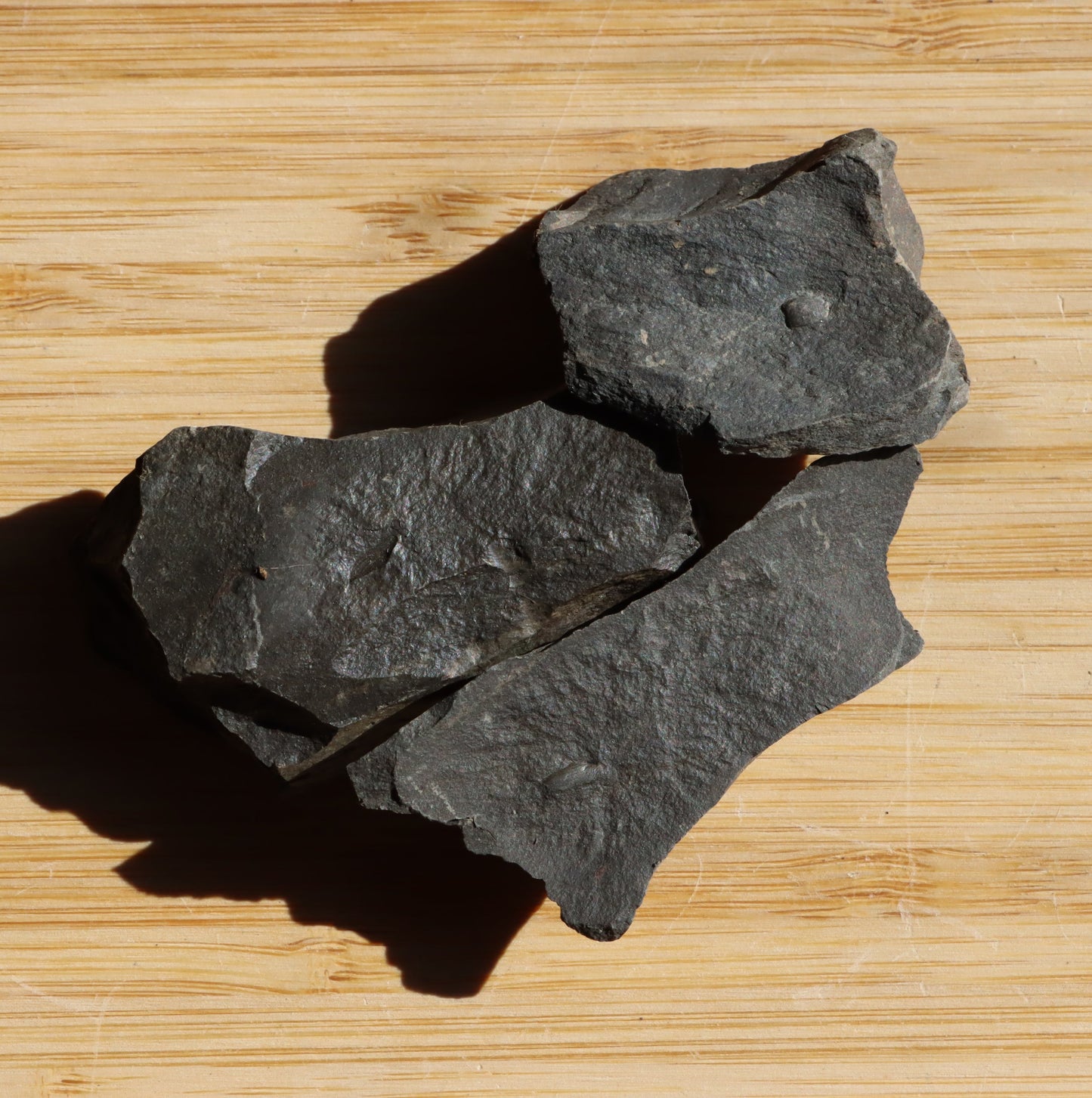 Anthraconeilo oblongum mlž 3ks - Supreme Panthers