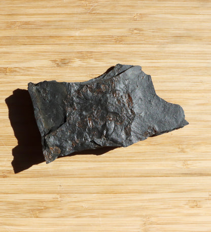 Anthraconeilo oblongum mlž - Supreme Panthers