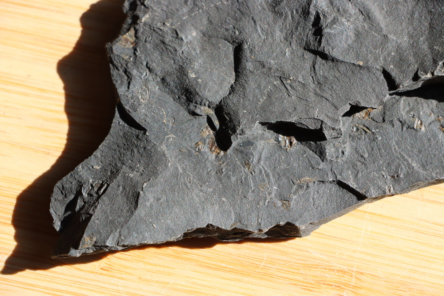 Anthraconeilo oblongum mlž - Supreme Panthers